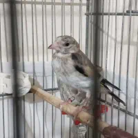 سهره|پرنده|تهران, اتابک|دیوار