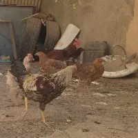 بوقلمون و مرغ و خروس|حیوانات مزرعه|سنندج, |دیوار