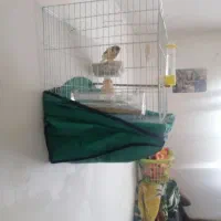 قناری نر وماده