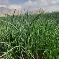 پیازچه قیمت توافقی