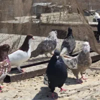 ۶۰عدد کبوتر رنگی|پرنده|تهران, بریانک|دیوار