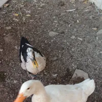 اردک