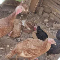 بوقلمون ماده