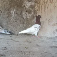 پرنده،کله سرخ،نر