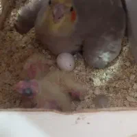 جفت هروس هلندی روی جوجه با قفس