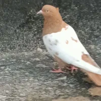 سار و سینه مقبول|پرنده|مشهد, تلگرد|دیوار