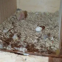 یک جفت عروس هلندی با یک عدد جوجه 3ملیون|پرنده|خورموج, |دیوار