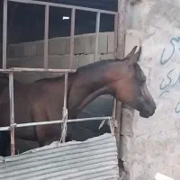 کره مادیون عرب۱۹ماه فروشی