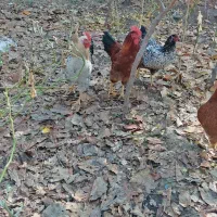 تعداد 3عدد خروس|حیوانات مزرعه|طرقبه, |دیوار