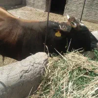 گاو نر چاق