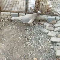 ماده طاووس شکلاتی