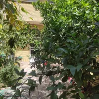 اتاق سنتی سوییت منزل ویلایی مرکز شهر|اجارهٔ کوتاه‌مدت آپارتمان و سوئیت|شیراز, بازار|دیوار