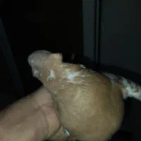 کبوتر|پرنده|فولادشهر, مسکن مهر فولادشهر|دیوار