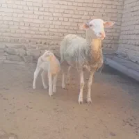 میش لاکن فرانسه