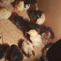 جوجه عربی|حیوانات مزرعه|اهواز, گلدشت|دیوار