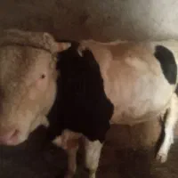 گاو سیمینتال