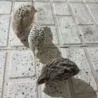 جوجه بلدرچین