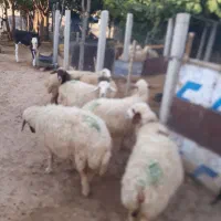 ۶ راس میش چاق