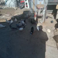 کبوتر|پرنده|فرخ‌شهر, |دیوار