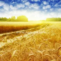 فروش زمین ۵۰۰ متری