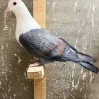 کبوتر کلاغ ماده