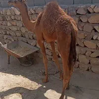 شتر نر|حیوانات مزرعه|مهران (هرمزگان), |دیوار