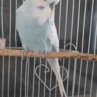 مرغ عشق انگلیسی