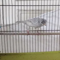 قناری نر نقره آبی|پرنده|اندیشه, شهرک المهدی|دیوار