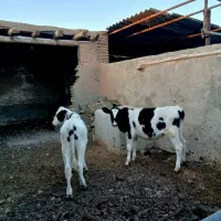 ۲ راس گوساله