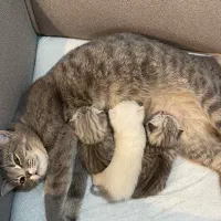 سه عدد بچه گربه همراه پدر مادر