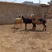 ۳ عدد بره