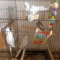 اردک اسراییلی    عروس هلندی|پرنده|تنکابن, |دیوار