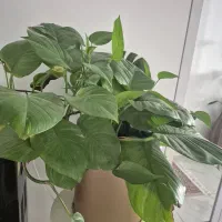 گیاه|گل و گیاه طبیعی|صدرا-فارس, فاز ۱|دیوار