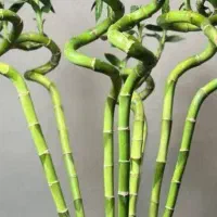 گل.کال ای پول وثروت