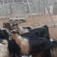 ۱۲ راس بز کهره دار عتیغه