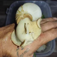 حلزون سوپر مولد