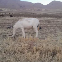 تعداد زیادی الاغ  درشت و هیکلی ماده و نر|حیوانات مزرعه|کنگاور, |دیوار