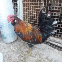 سلطان وگلین|حیوانات مزرعه|قم, پامنار|دیوار