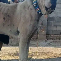 واگذاری پلنگ افغان درشت نگهبان