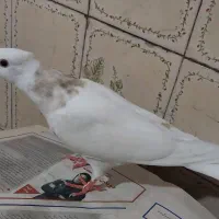 فروش ۳ عدد کبوتر طوقی هفت رنگ درجه یک به شرط|پرنده|هشتگرد, هشتگرد قدیم|دیوار