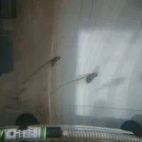 ماهی گلس فیش|ماهی|قم, اسمعیل آباد|دیوار