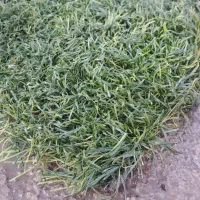 Grass خارجی|عمده‌فروشی|تهران, جوانمردان (اندیشه)|دیوار