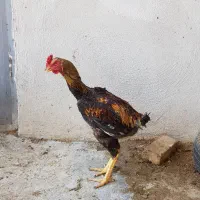 تخم مرغ نطفه دار لاری|حیوانات مزرعه|مشکین‌دشت, |دیوار