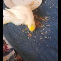 طوطی لوتینو