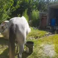 مادیان ۵سال کورد|اسب و تجهیزات اسبسواری|سنندج, |دیوار