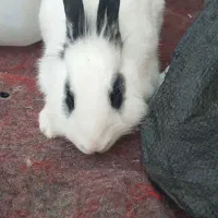 خرگوش نروماده|موش و خرگوش|انگوت, |دیوار