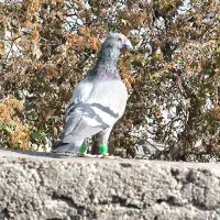 ۵ عدد کفتر سبز و پولیکی المانی اراذل سروکله دار|پرنده|مشهد, رضاییه|دیوار