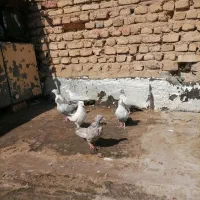 ماده دمبی|پرنده|شیراز, میرزاکوچک خان|دیوار