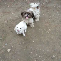 شیتزو دختر و پامر پسر|سگ|شفت, |دیوار