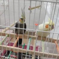 عروس هلندی --قناری-- طوطی گرینجیک|پرنده|اردبیل, |دیوار